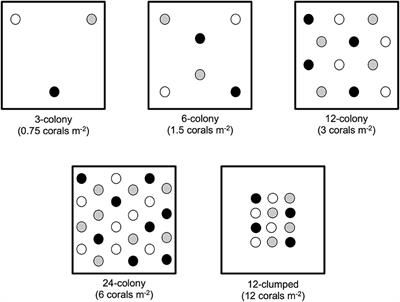 Density Dependence Drives Habitat Production and Survivorship of Acropora cervicornis Used for Restoration on a Caribbean Coral Reef